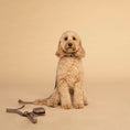 Load image into Gallery viewer, Dog Collar┃Vanilla Latte